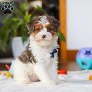 Brodie, Yorkie Poo Puppy